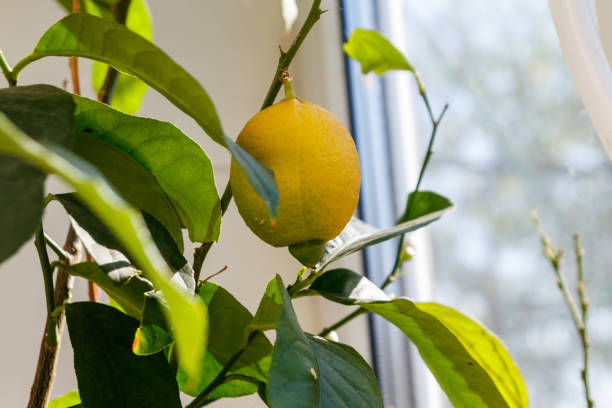 istock Lemon tree with ripening fruit on the windowsill in the apartment 2145592803