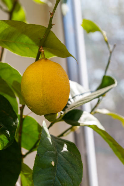 istock Lemon tree with ripening fruit on the windowsill in the apartment 2145592805