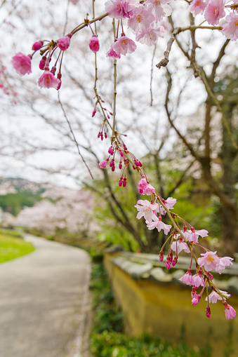 Muromachi fence and cherry blossoms in Matsudaira-go (Toyota City, Aichi Prefecture).

Matsudaira Village (Matsudaira-go), located in the mountains southeast of central Toyota City, is the ancestral home of Tokugawa Ieyasu, the most influential shogun in Japanese history.