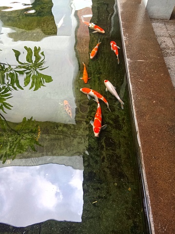 Koi fish are cultivated in ponds