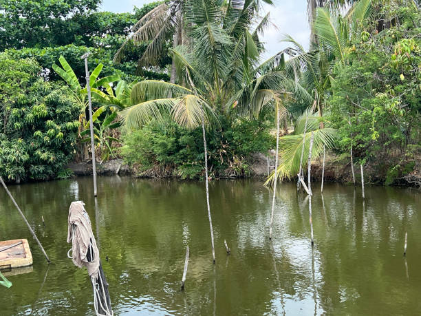 istock fish pond in country Thailand 2145635669