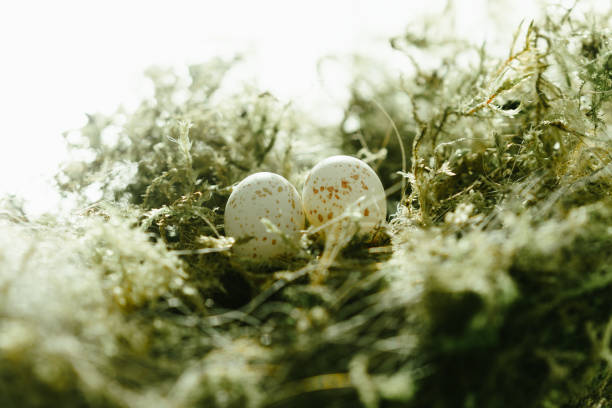 istock Blue tit (Cyanistes caeruleus) Eggs. Bird's nest with small blue tit eggs on blurred nature background 2145635682