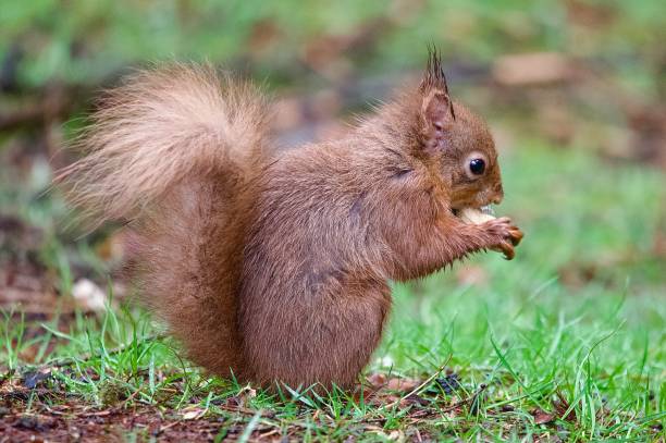 istock Red squirrel eating peanuts in a woodland setting 2145657527