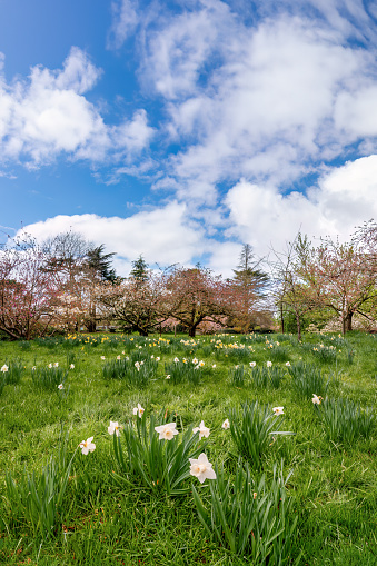 Kew Gardens, London, UK: Daffodils and cherry blossom in Kew Gardens.