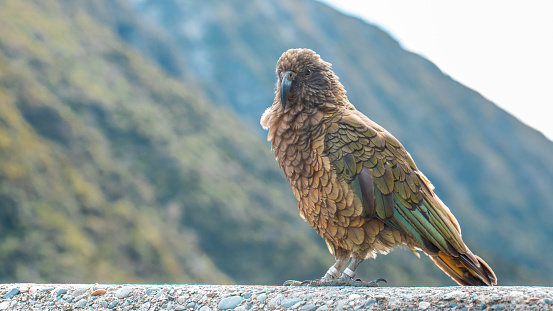 Curious Kea perched in the wild, encapsulating the spirit of New Zealand's majestic alpine fauna. Travel