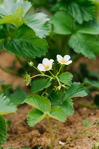 Organic strawberry flowers in the garden in spring