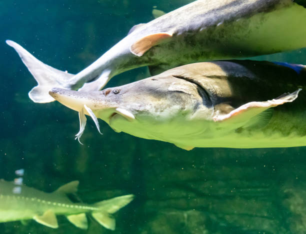 istock Sturgeon fish swims in an aquarium 2145706107