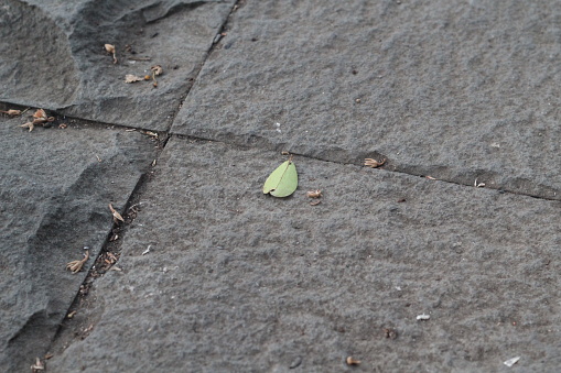 small dry leaves on patio stones