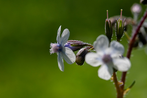 Close up of the very small blue wildflower Anchusa common names common bugloss or alkanet blooming in woodlands in Israel