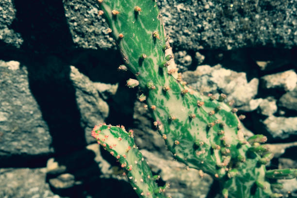 In Focus Cactus Blurred Background Nature Desert Tropical Plant Flower