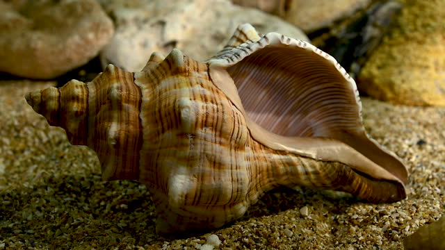 Trapezium fascilarium seashell underwater HD