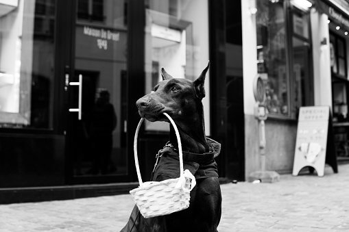 Good Doberman. Good Boy. Good dog. Dog with a basket. Brutal dog. Black and white photograph of a dog