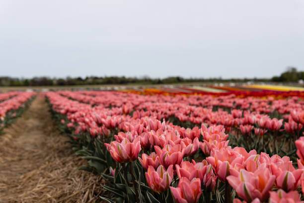 istock Blooming fields with tulips. Spring fields with tulips. Rows of tulips. Bright colorful fields with tulips 2145748136