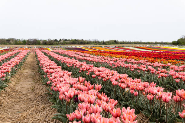istock Blooming fields with tulips. Spring fields with tulips. Rows of tulips. Bright colorful fields with tulips 2145748137