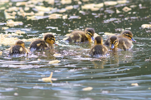 cute mallard ducklings swimming together on pond (Anas platyrhynchos)