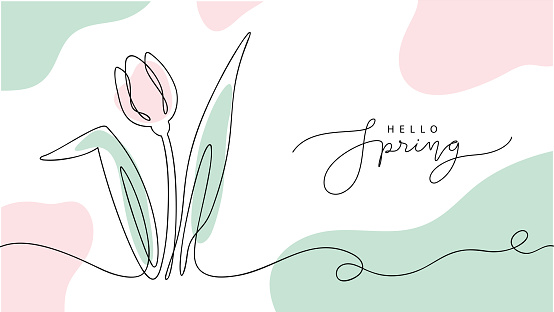 Beautiful hello spring vector illustration with hand drawn tulip in line art, lettering and abstract organic shapes, modern design for banner, greeting cards,poster,invitation