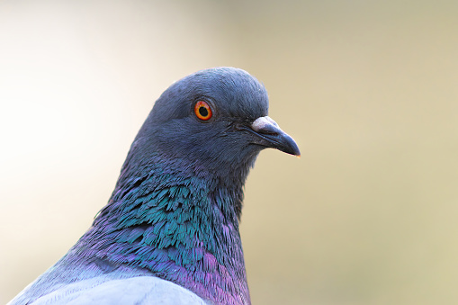 feral pigeon close-up portrait over out of focus background (Columba livia)