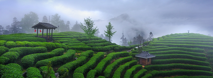 tea garden in spring