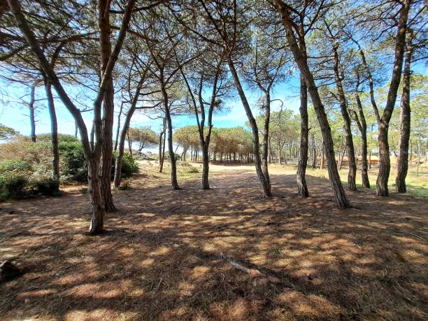 istock Pine forest and forest on the Mediterranean coast 2145771464