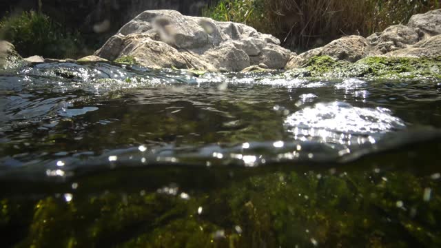 Quickly flowing water in the creek, in which green algae crumble, small fish swim