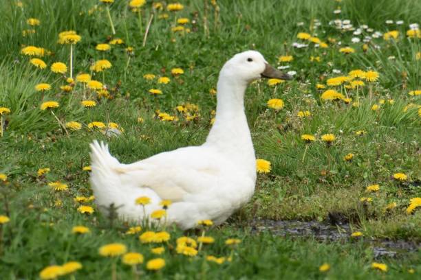 istock A white goose into the grass, with yellow flowers 2145790316