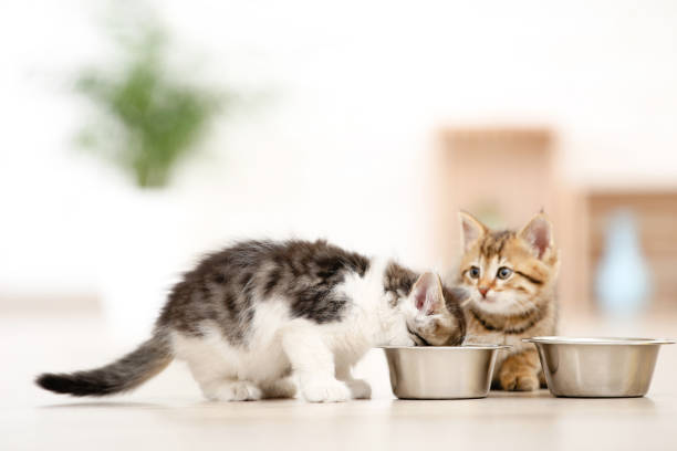 istock Kittens eating from feeding bowl on the floor 2145791363