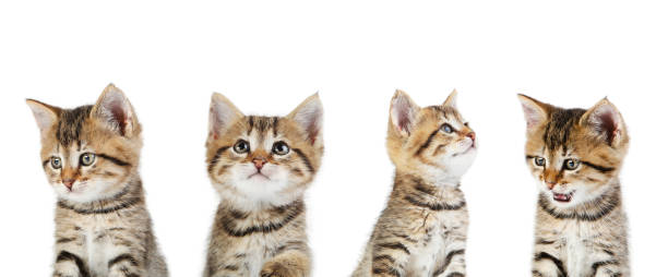 istock Collage of cute kitten on white background 2145792914