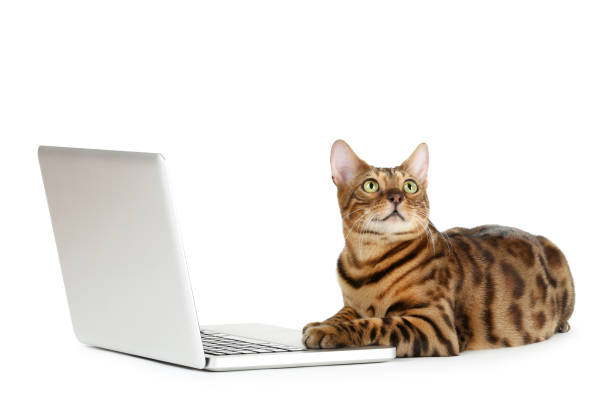 istock Beautiful brown cat with laptop computer isolated on white background 2145796503