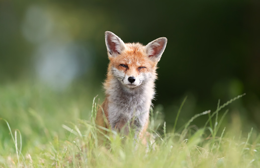 Close-up of a red fox sitting in a meadow.