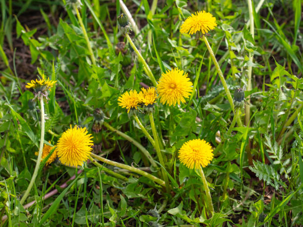 istock Yellow dandelion flowers in nature in spring 2145812565