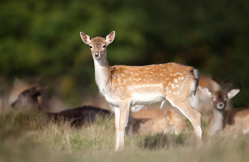 Close-up of a young fallow deer standing in the meadow
