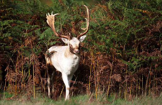 Close-up of a white fallow deer stag standing in ferns in autumn