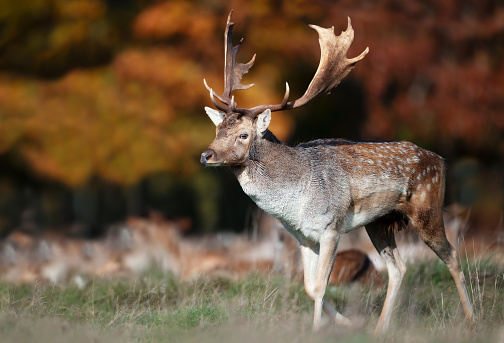 Close-up of a fallow deer stag standing in a meadow during the rut in autumn