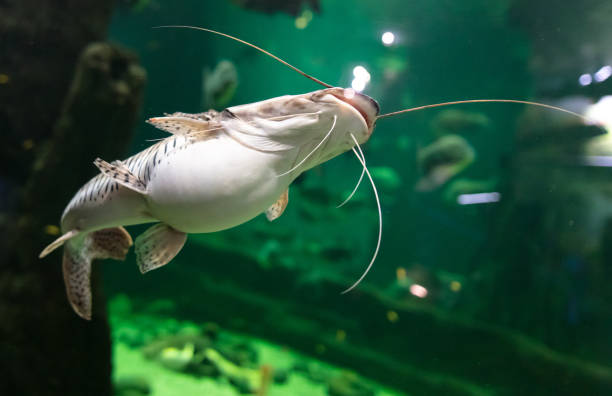istock Catfish fish swims in an aquarium 2145815812