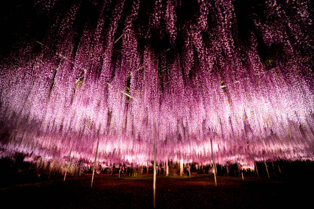 Illuminated wisteria trellis