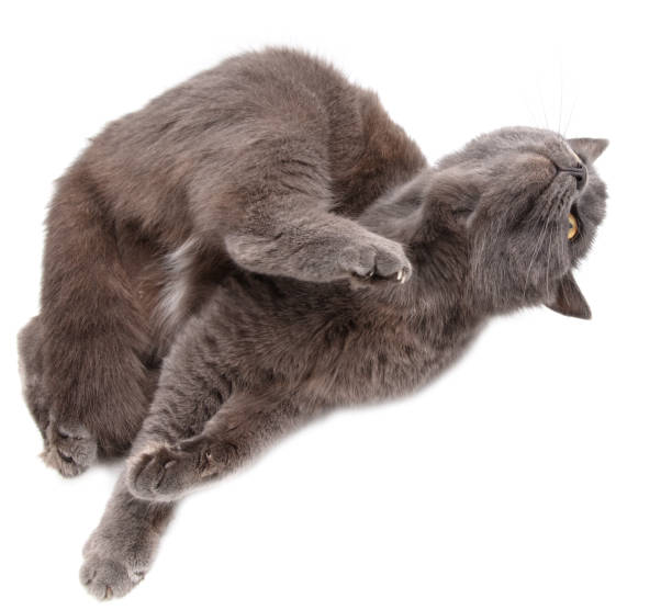 istock Gray cat scratches its paw on a white background 2145822735
