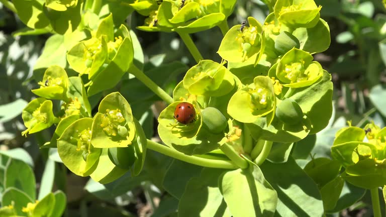 Beetle bug on flowers of milkweed