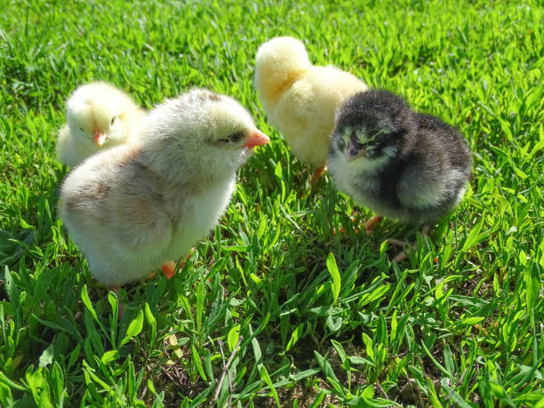istock Little chickens in the grass in Romania 2145863251