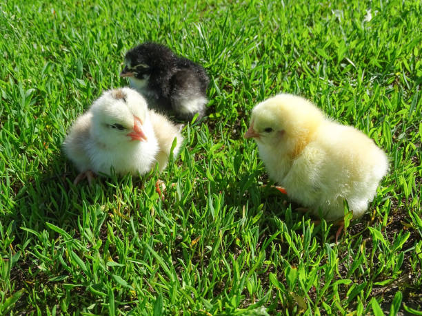 istock Little chickens in the grass in Romania 2145863257