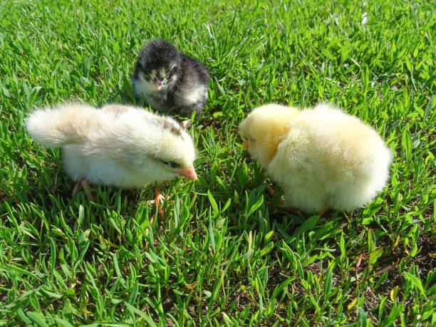 istock Little chickens in the grass in Romania 2145863761