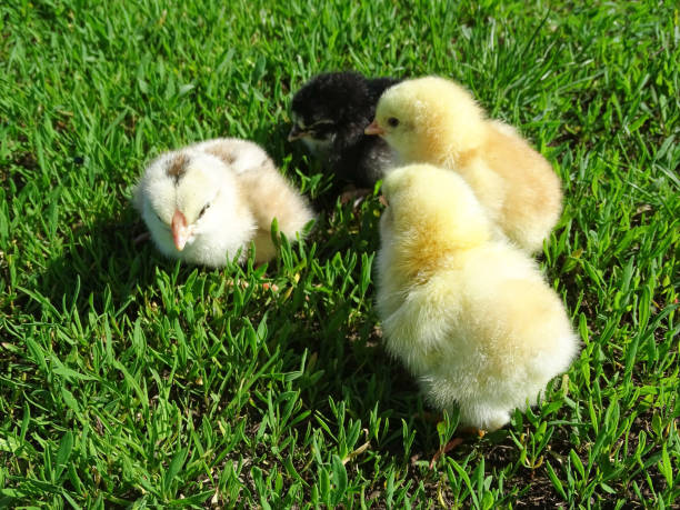 istock Little chickens in the grass in Romania 2145863766