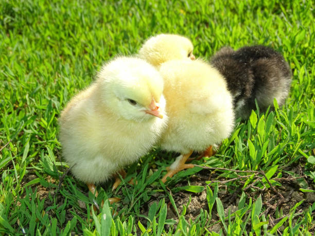istock Little chickens in the grass in Romania 2145864280