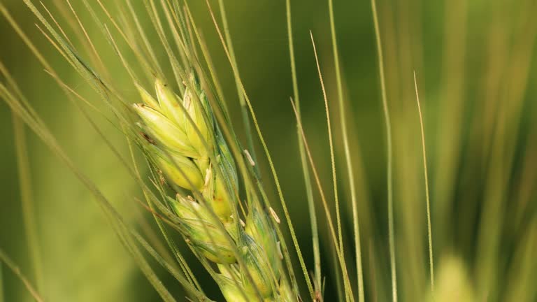 Wheat crop swaying through wind outdoor in nature