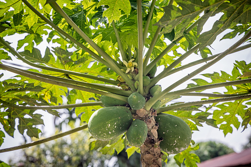 Papaya, Carica papaya fruits and flower on a tree in Bukit Lawang in the northern part of Sumatra