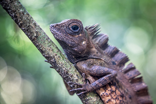 Chameleon forest dragon in the jungle in the Mount Leuser National Park close to Bukit Lawang in the northern part of Sumatra