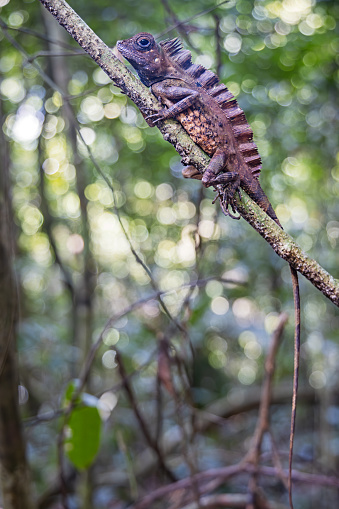 Chameleon forest dragon in the jungle in the Mount Leuser National Park close to Bukit Lawang in the northern part of Sumatra