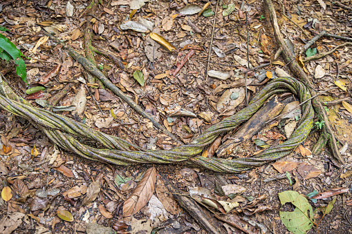 Lianas at the forest floor in the Mount Leuser National Park close to Bukit Lawang in the northern part of Sumatra