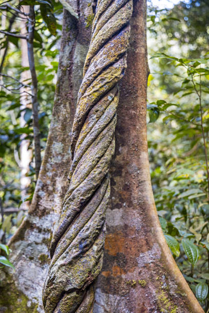 Large liana growing up a tree trunk in the Mount Leuser National Park close to Bukit Lawang in the northern part of Sumatra