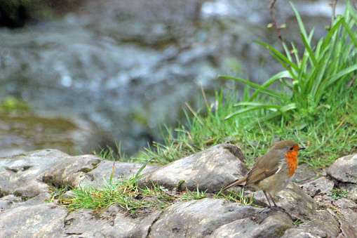Robin on ground near top of Janet's Foss