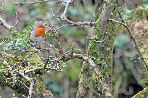 Robin in tree at top of Janet's Foss